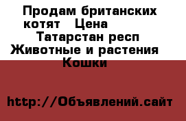 Продам британских котят › Цена ­ 1 500 - Татарстан респ. Животные и растения » Кошки   